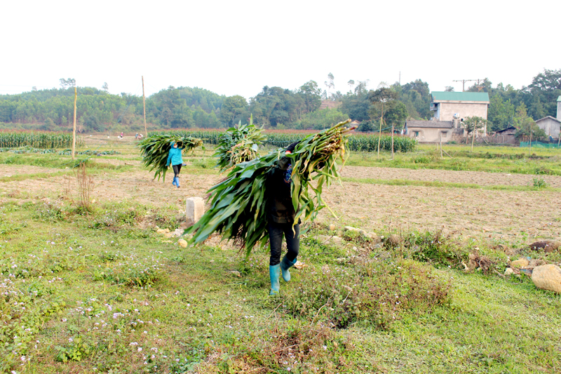 Người dân xã Quảng Đức (huyện Quảng Hà) thu hoạch ngô sinh khối.