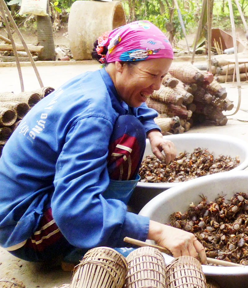 Hộ bà Nguyễn Thị Chúc (khu Xuân Cầm, phường Xuân Sơn, TX Đông Triều) hiện thu nhập 15-20 triệu đồng/tháng từ mô hình khai thác cáy kết hợp với cấy lúa.