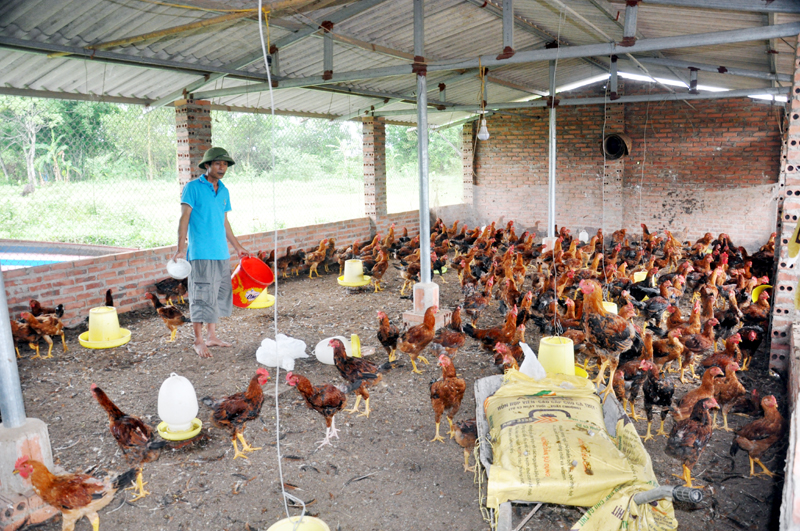 Trang trại nuôi hơn 2.000 con gà thịt của gia đình anh Hoàng Văn Đá (thôn Đồng Tâm, xã Dực Yên).