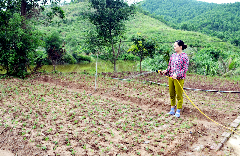 Người dân thôn Giữa, phường Cộng Hoà, TP Cẩm Phả chăm sóc vườn cây dược liệu.