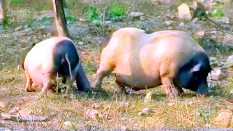 Lợn hương được nuôi theo hình thức bán chăn thả, tự tìm thức ăn.