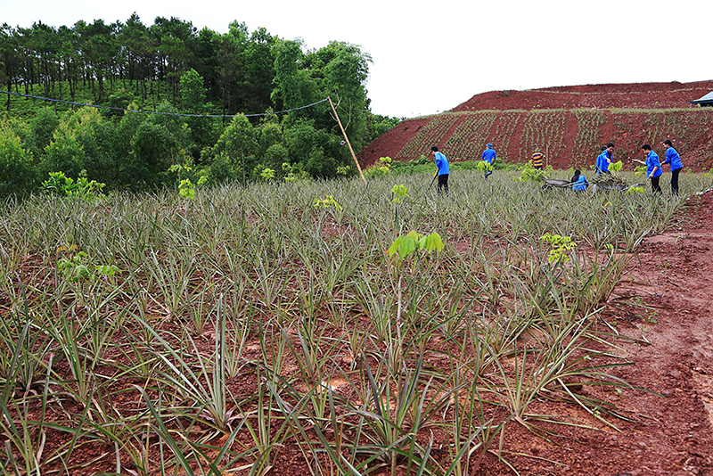 Đoàn viên thanh niên huyện Tiên Yên hỗ trợ nhân dân xã Đông Hải thu hồi cây ăn quả trồng lấn diện tích GPMB phục vụ thi công cao tốc Vân Đồn - Móng Cái.
