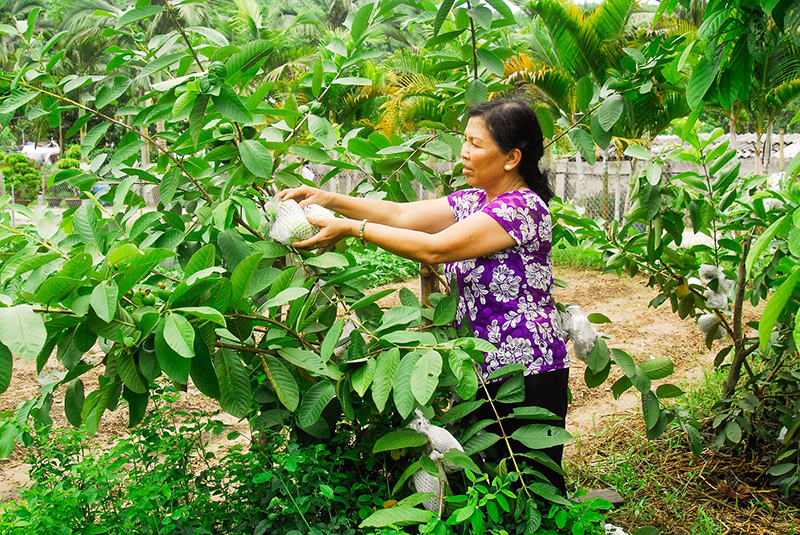 Chị Hoàng Thị Man (xóm Bằng Lồ, thôn Tân Hải, xã Dương Huy) thu hoạch những quả ổi đầu tiên từ khu vườn mẫu của gia đình.