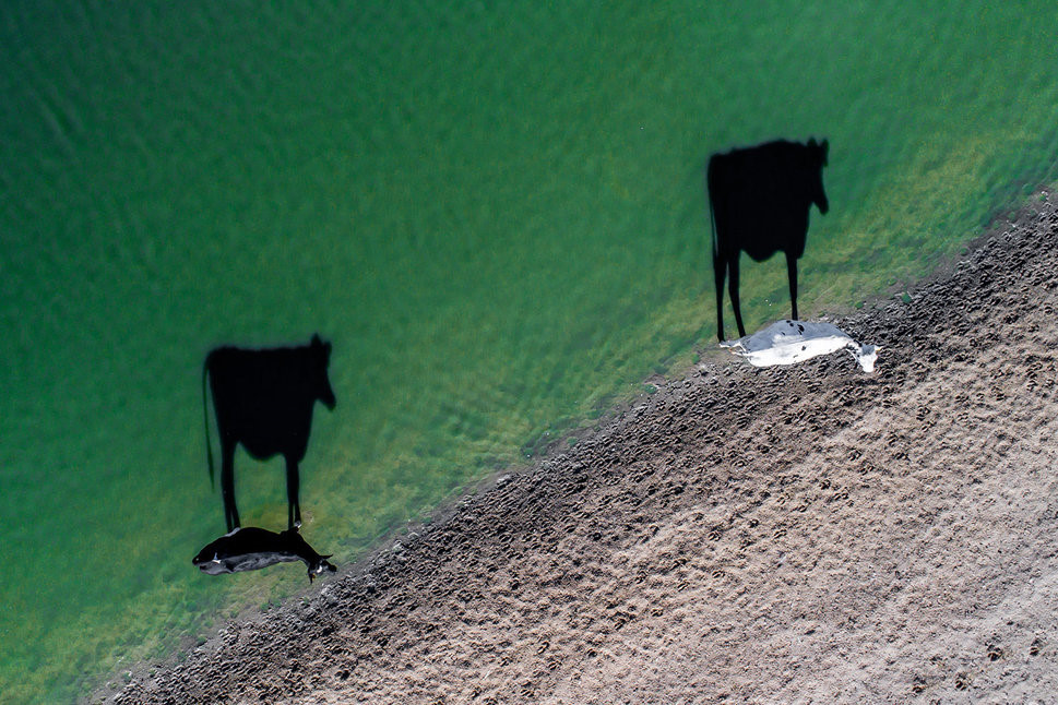 Tác giả Luke Bell chia sẻ rằng bức ảnh này được chụp vào một sớm lạnh tại nông trại gần Stellenbosch, Nam Phi. Chiếc bóng đổ dài của hai con bò trên mặt nước khiến tác giả nhanh chóng điều khiển drone để chớp lại khoảnh khắc này.
