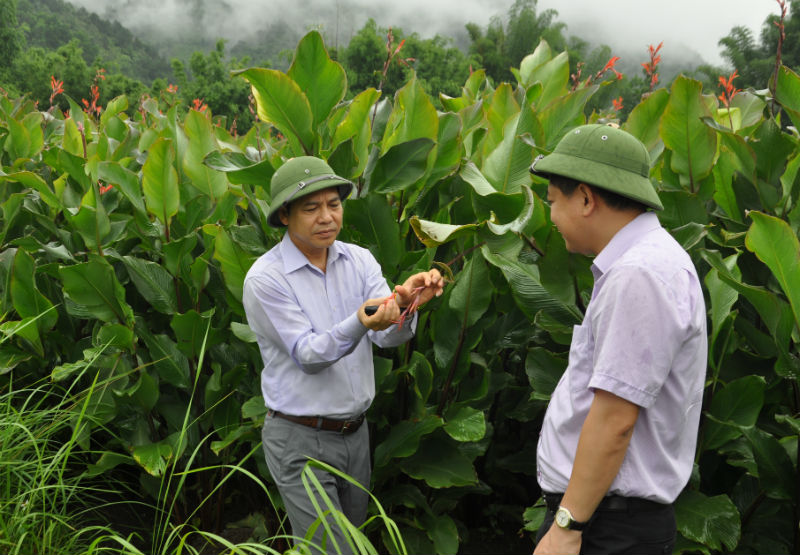 Thăm quan vùng trồng dong riềng tập trung tại thôn Bản Cáu, xã Lục hồn, huyện Bình Liêu