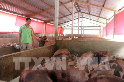 Chăn nuôi lợn gặp nhiều khó khăn do cung vượt xa cầu khiến giá lợn hơi giảm sâu. Ảnh: TTXVN