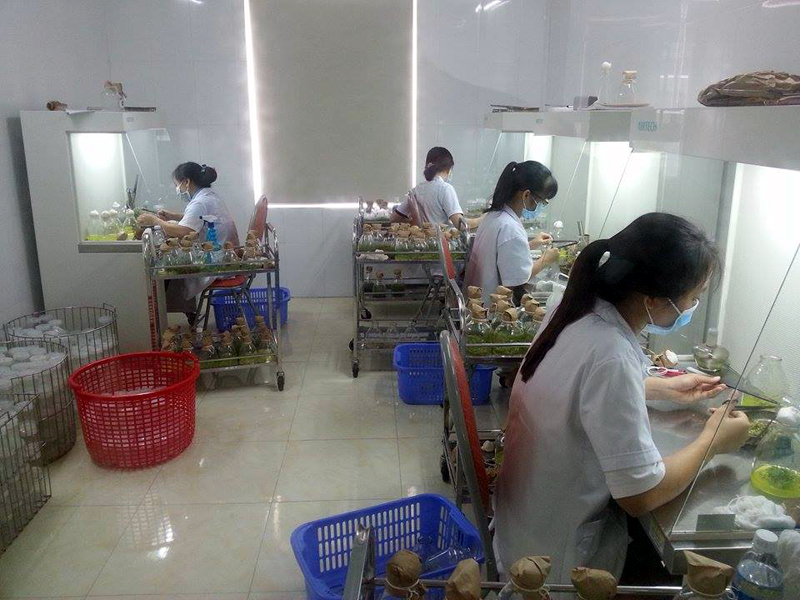 Nơi sản xuất cây giống của Công ty TNHH MTV Thương mại dịch vụ khoa học Thái Dương.