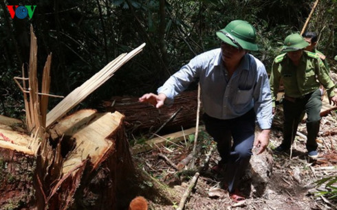 Công an tỉnh Quảng Nam xác định có nhiều tài liệu cho thấy vụ phá rừng có liên quan một số cán bộ thuộc lực lượng Biên phòng.