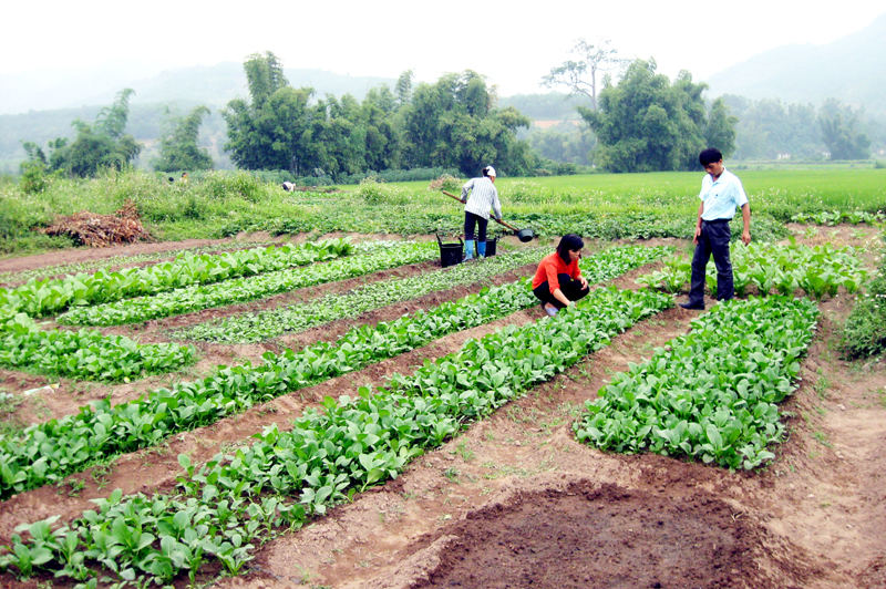 Mô hình trồng rau an toàn tại xã Tình Húc (huyện Bình Liêu).