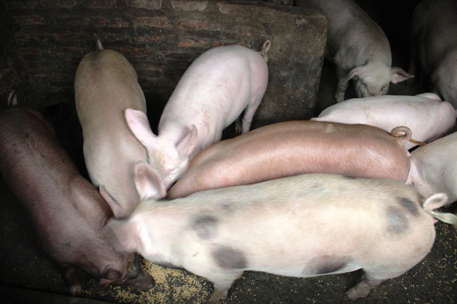 Dù giá thịt lợn hơi đã tăng trở lại nhưng người chăn nuôi cần cẩn thận trọng trong việc tăng đàn. (Ảnh: BT)
