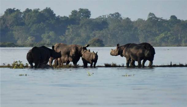 Nước lũ tràn vào Công viên Quốc gia Kaziranga, bang Assam (Ấn Độ) - nơi có 2.500 con tê giác sinh sống (Ảnh: PTI)