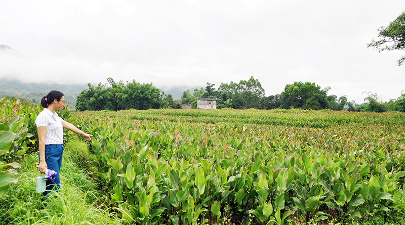 Vùng trồng cây dong riềng tập trung của huyện Bình Liêu tại thôn Bản Cáu, xã Lục Hồn.