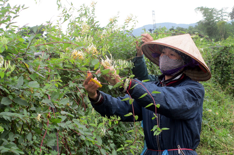 HTX Nông dược xanh Tinh Hoa (huyện Hoành Bồ) phát triển cây dược liệu gắn với du lịch sinh thái.