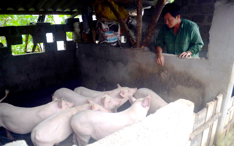 Dù đàn lợn lớn nhanh, nhưng anh Phùn Văn Hoan (thôn 3, xã Quảng Thịnh, huyện Hải Hà) tính chăn nuôi vẫn lỗ vốn.