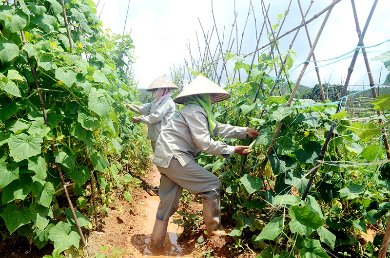 Nông nghiệp là một trong 5 lĩnh vực ưu tiên được các ngân hàng điều chỉnh giảm lãi suất cho vay ngắn hạn bằng VNĐ. Trong ảnh: Chăm sóc cây dưa chuột tại Công ty CP Nông nghiệp sạch Thuận Phong, TP Móng Cái.