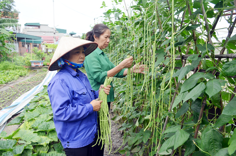 Hộ bà Nguyễn Thị Hót, được Hội Nông dân TP Cẩm Phả lựa chọn tham gia mô hình trồng rau an toàn tại phường Cẩm Phú.