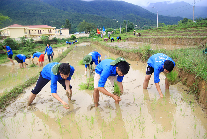 Sinh viên tham gia cùng người dân gieo vụ mùa mới.