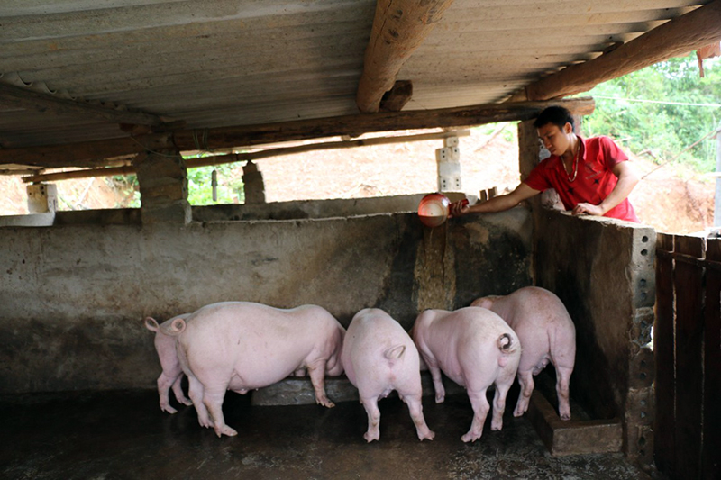 Mô hình chăn nuôi lợn thương phẩm của gia đình ông Chìu Mằn Chênh, thôn Khe Mươi, xã Đại Thành (huyện Tiên Yên).
