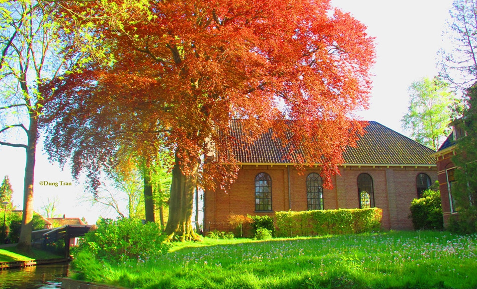 Mỗi mùa, Giethoorn lại khoác một chiếc áo mới. Tôi đến Giethoorn vào những ngày đầu hè. Bầu trời trong vắt, ánh nắng chiếu xuống những tán cây rực rỡ và nụ hoa tulip cuối xuân còn sót lại…