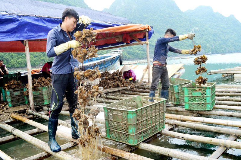 Năm 2017, Quảng Ninh tập trung xây dựng NTM theo hướng chuyển từ lượng sang chất gắn với tái cơ cấu ngành nông nghiệp. Trong ảnh: Thu hoạch hàu tại xã Thắng Lợi, huyện Vân Đồn.
