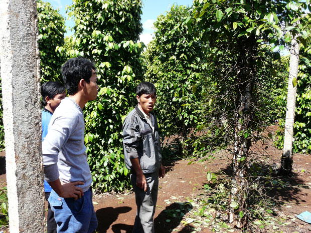 Một vườn tiêu trên địa bàn huyện Krông Năng bị kẻ xấu phá hoại, cắt gốc tiêu, gây thiệt hại nặng nề.