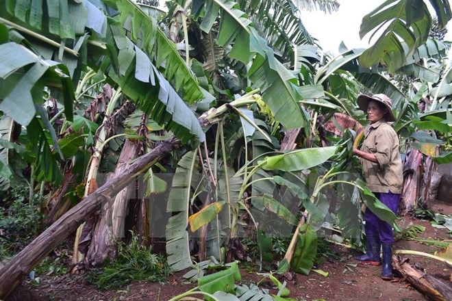 Nhiều cây ăn quả của người dân tại xã Vĩnh Thạch, huyện Vĩnh Linh, Quảng Trị bị gãy đổ. (Ảnh: Thanh Thủy/TTXVN)