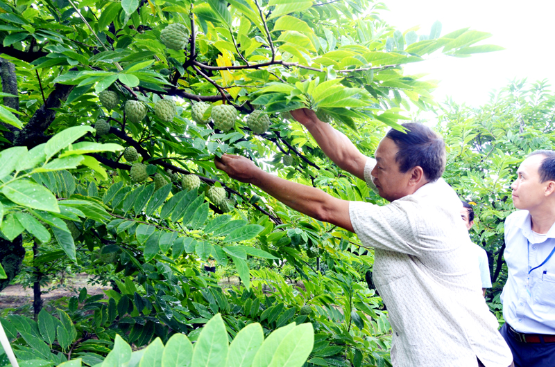 Vườn mẫu trồng cây ăn quả (na, bưởi, cam) cho năng suất cao của hộ gia đình ông Nguyễn Minh Sơn (thôn Đìa Mối, xã An Sinh, TX Đông Triều).