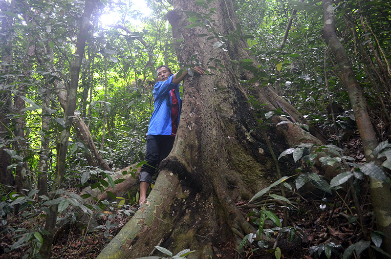 Không khó để tìm được những thân cây lớn trong rừng nguyên sinh Nà Hắc.