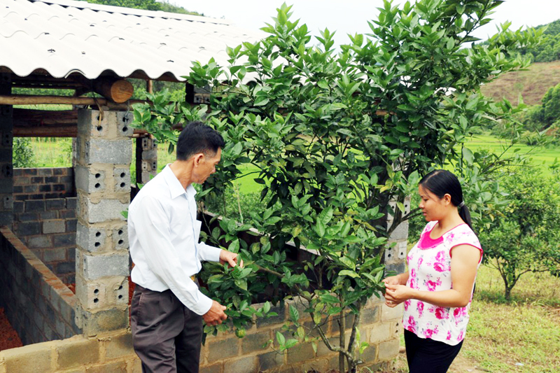 Hộ chị Lục Thị Nguyên (thôn Làng Mới, xã Đồn Đạc) nhân rộng mô hình trồng cam V2 sau hơn 1 năm được hỗ trợ cây giống.