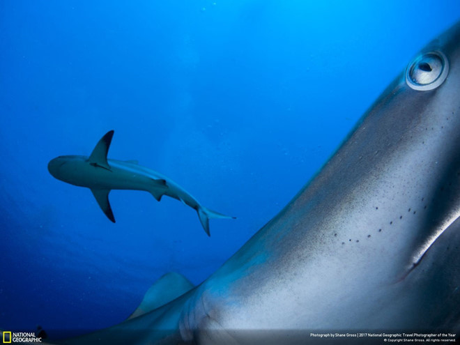 Để chụp được bức ảnh này, nhiếp ảnh gia Shane Gross đã đặt máy ảnh trên tảng đá và sử dụng một bộ kích hoạt từ xa để chụp cá mập trong môi trường sống tự nhiên của chúng.
