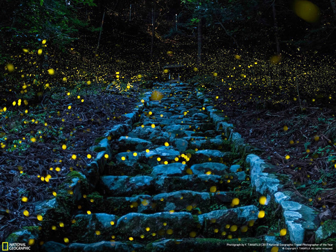 Nhiếp ảnh gia Yutaka Takafuji ghi lại được khung cảnh huyền bí và long lanh khi ánh sáng từ những con đom đóm làm sáng bừng lối đi lên ngôi đền ở vùng Tamba, Nhật Bản vào một buổi tối mùa hè.