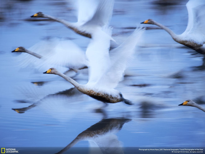 Bức ảnh về đàn thiên nga đang dang cánh bay trên mặt nước được đặt tên là “Sống”. Ảnh của tác giả Hiromi Cano.