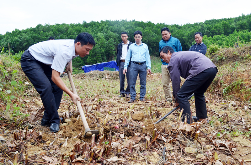 Cán bộ Trung tâm Khuyến nông tỉnh thu hoạch diện tích dong riềng DR3-10 trồng thử nghiệm tại huyện Bình Liêu, tháng 11-2016.