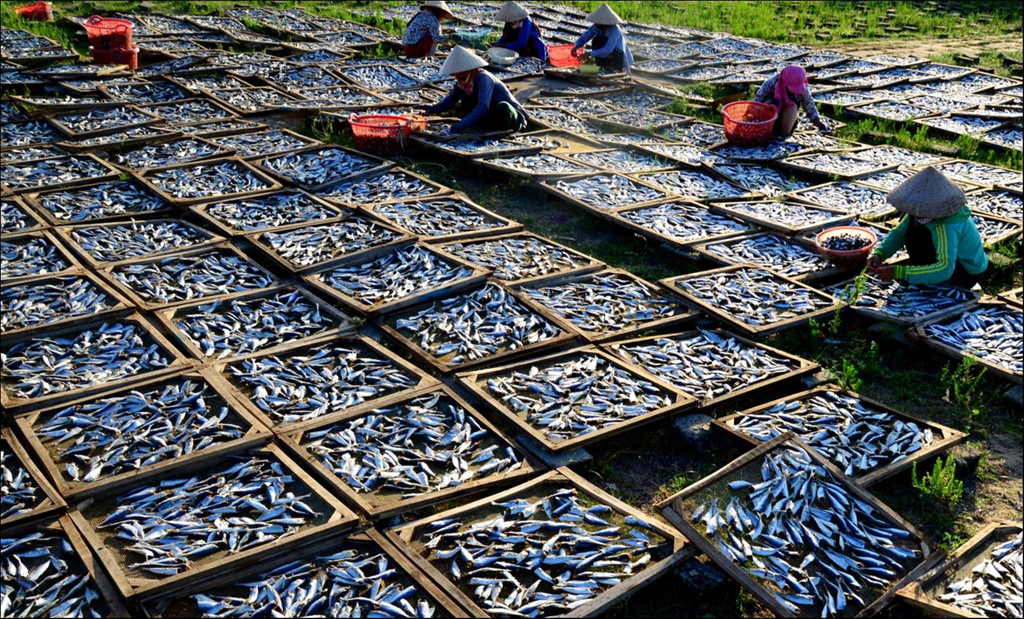 Ngư dân Quảng Trị đang làm sạch đầu cá và đuôi cá trên sân phơi. Ảnh: Hoàng An.