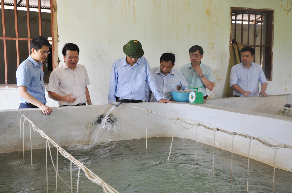 Đồng chí Bí thư Tỉnh ủy thăm mô hình nuôi cá rô phi tại Trung tâm khoa học kỹ thuật, sản xuất giống thủy sản