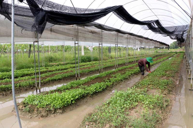 Mô hình sản xuất rau an toàn của HTX Dịch vụ nông nghiệp chất lượng cao Hoa Phong (TX Đông Triều).