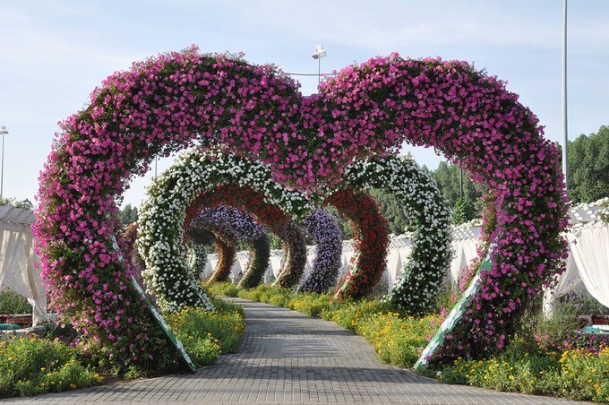 Lối vào Dubai Miracle gồm nhiều cổng vòm hình trái tim phủ đầy hoa như mời gọi du khách tới tham quan. Du khách sẽ thấy như đang thưởng ngoạn một triển lãm nghệ thuật đầy hấp dẫn khi khám phá những khu trưng bày hoa đẹp mắt tại đây. Những thiết kế này đều được thay đổi theo mùa. Ảnh: IdeaChannels. Ảnh Minh An.
