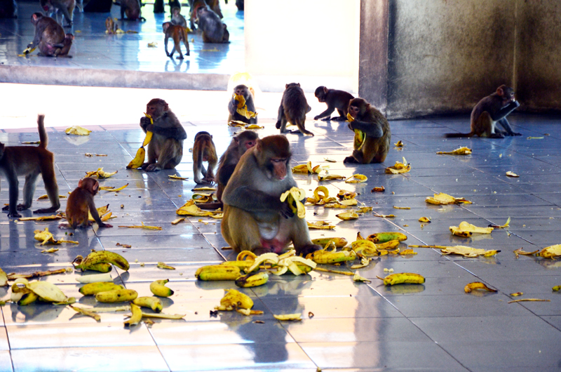 Mỗi tuần, đàn khỉ được bổ sung một bữa hoa quả.