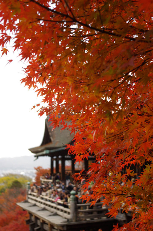 Kiến trúc cổ kính ở Kyoto hòa với sắc đỏ cùng những cơn gió nhẹ thoang thoảng, mang đến sự thanh thản và yên bình trong lòng mỗi du khách.