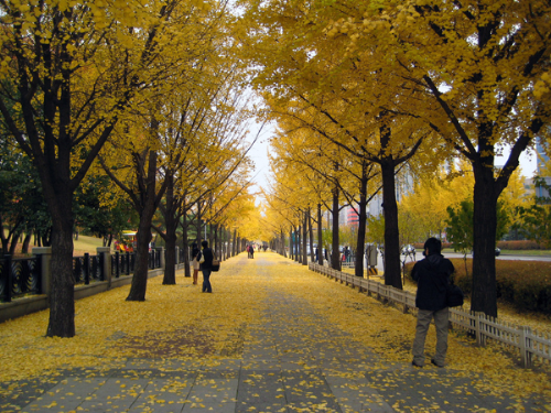 Hàn Quốc: Xứ sở kim chi được nhiều du khách biết đến với những thảm lá vàng rực của cây ngân hạnh mỗi khi tiết trời vào thu.