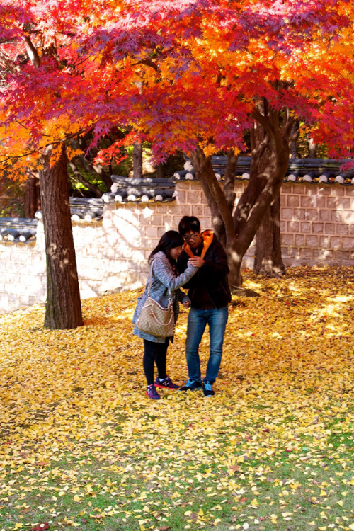 Trên đường phố Seoul, màu vàng của ngân hạnh cùng đỏ của lá phong pha sắc tạo nên khung cảnh đẹp như một bức tranh.