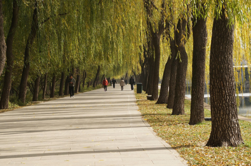 Bắc Kinh, Trung Quốc rực rỡ: Thu của Bắc Kinh trùng với mùa thu Hà Nội, nhưng có sự khác biệt là tiết thu ở đây khô và lạnh hơn, nhiều gió.