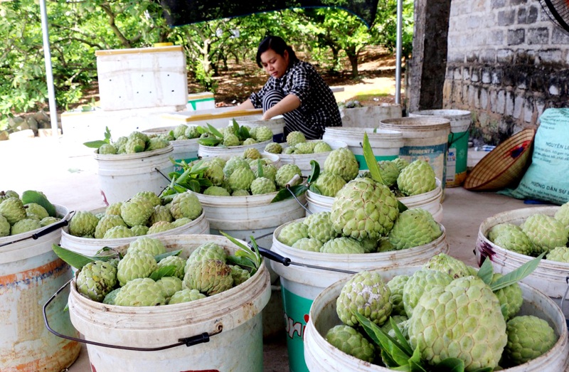 Hộ chị Trần Thị Hà Anh (thôn Đìa Sen, xã An Sinh) với hơn 1ha trồng na dai, từ đầu vụ đến nay đạt doanh thu hơn 200 triệu đồng.