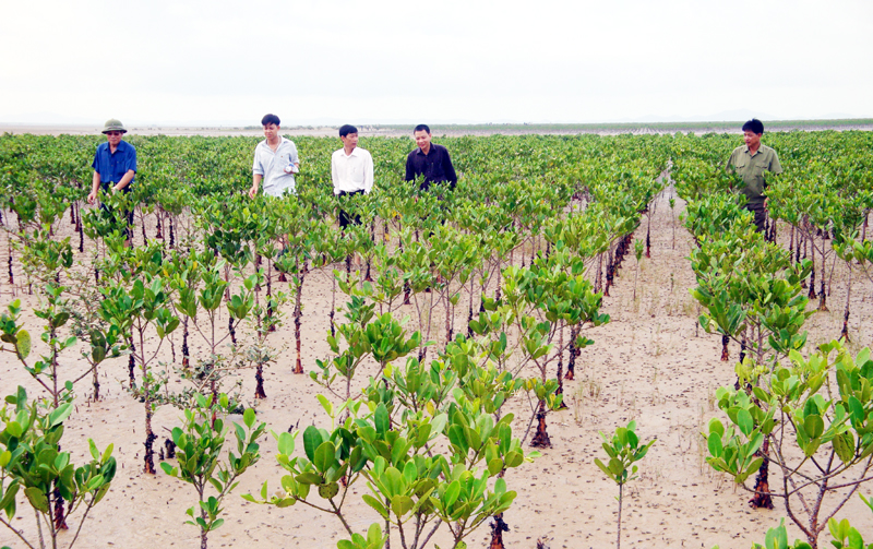 Ban Quản lý Dự án kiểm tra sự sinh trưởng của rừng ngập mặn tại xã Hải Đông (TP Móng Cái).