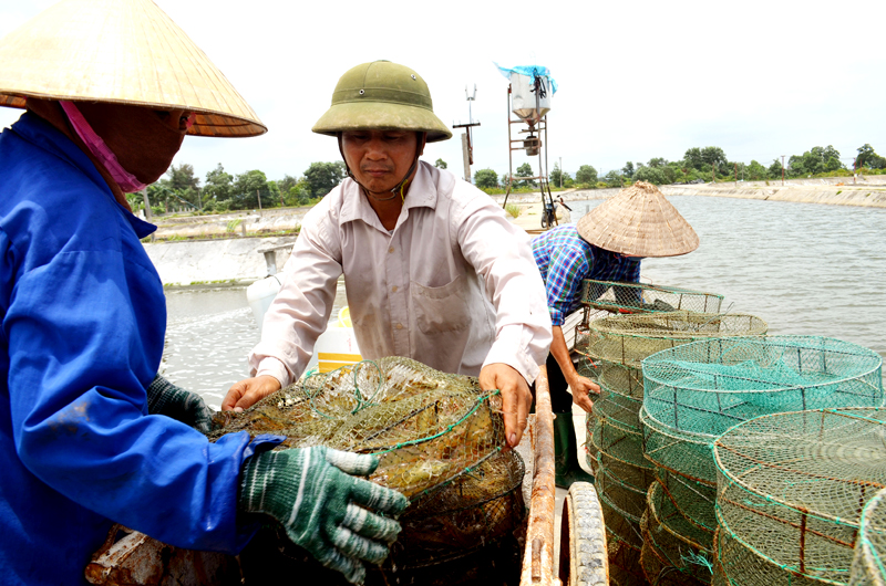 Hiện việc chuyển đổi nghề cho ngư dân chưa đạt kết quả như mục tiêu đề ra. Trong ảnh: Thu hoạch tôm nuôi ở hộ ông Bùi Văn Liêm (phường Hải Hòa, TP Móng Cái).