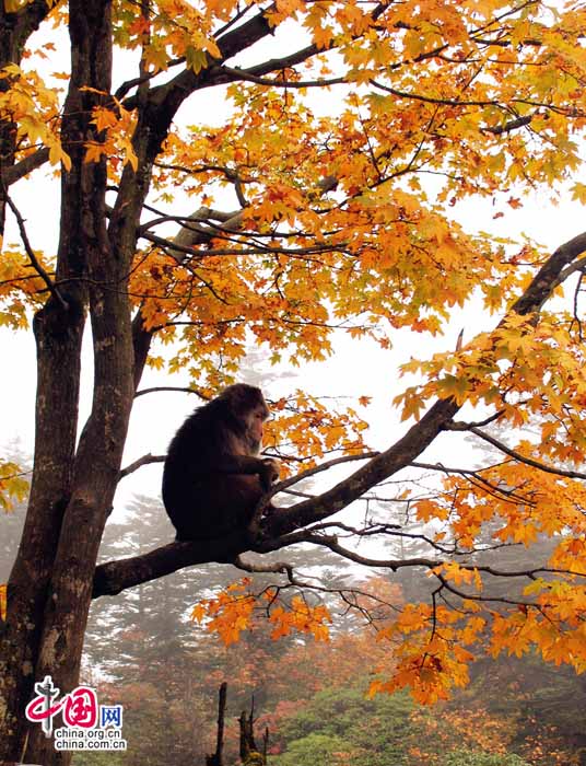 Một con khỉ đang ngồi thư thái trên một cây phong lá vàng rực rỡ, càng làm tăng vẻ đẹp yên bình, tĩnh lặng của núi Nga Mi.