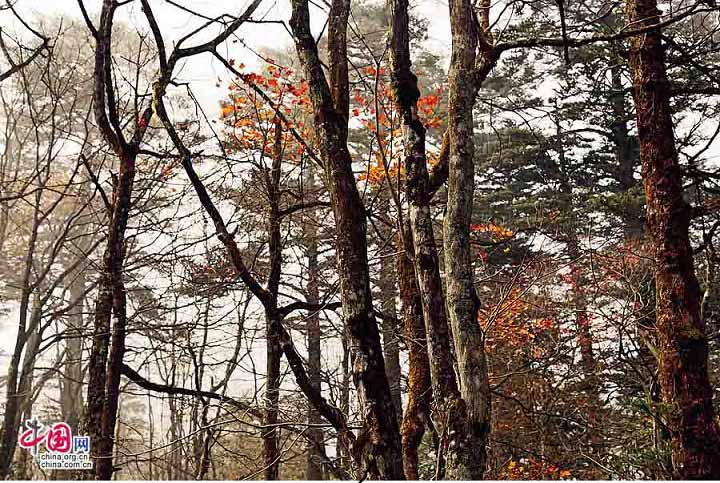 Cuối thu, khi rừng cây bắt đầu trút lá, chỉ còn lại một chút lá vàng lẻ loi in dấu trên bầu trời, núi Nga Mi lúc này lại có vẻ đẹp nhuốm màu sắc tiêu điều.