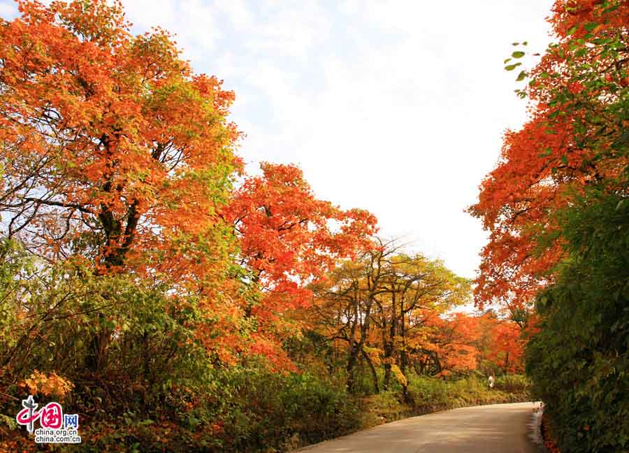 Con đường lên núi Nga Mi, những bụi cây rực rỡ với đầy màu sắc xanh, đỏ, vàng.