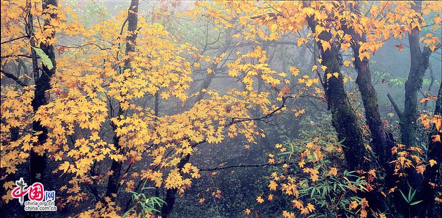 Thảm lá phong vàng lộng lẫy, bức họa mùa thu kiệt xuất của thiên nhiên tại núi Nga Mi.