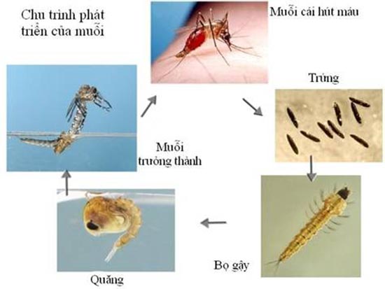 Chu kỳ phát triển của muỗi vằn Aedes.